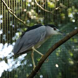 Black-crowned Night Heron