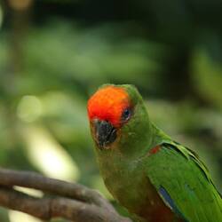 Golden-capped Parakeet