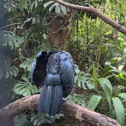 Razor-billed Curassow