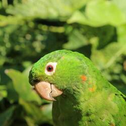White-eyed Parakeet
