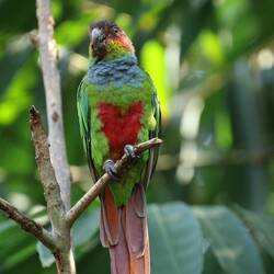 Maroon-bellied Parakeet