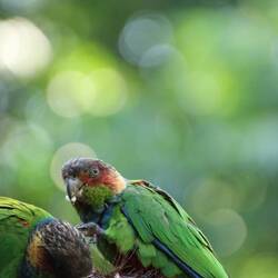 Maroon-faced Parakeet