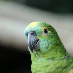 Turquoise-fronted Amazon