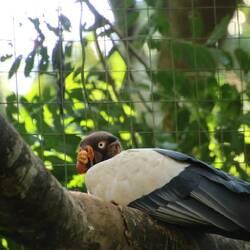 Und einige Vögel sind so selten, dass man sie in freier Wildbahn kaum zu sehen bekommt - King Vultur