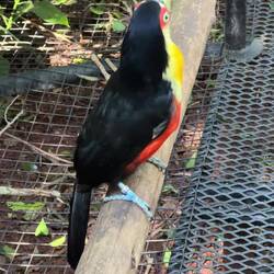 Bei einigen Tieren sieht man sofort, dass sie in der freien Wildbahn nicht überleben könnten.