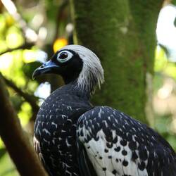 Black-fronted Piping-Guan