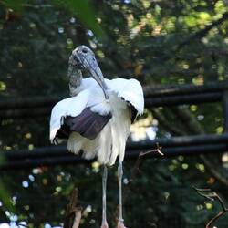 Wood Stork