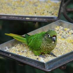 Maroon-bellied Parakeet