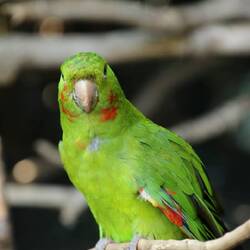 White-eyed Parakeet