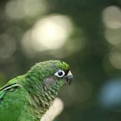 Maroon-bellied Parakeet
