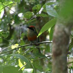 Rufous-capped Motmot