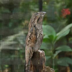 Lyre-tailed Nightjar – Tagsüber sitzt er reglos auf Ästen oder am Boden. Sein Gefieder tarnt ihn gut