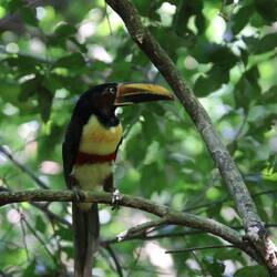 Chestnut-eared Aracari