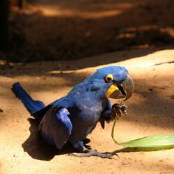 Hyacinth Macaw