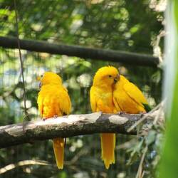Golden Parakeet – Heimisch im Amazonas, durch Zucht in Gefangenschaft gerettet.