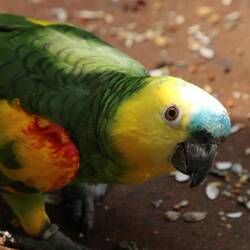 Turquoise-fronted Parrot