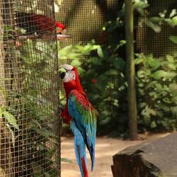 Kräftiger, gebogener Schnabel: knackt harte Nüsse und hilft beim Klettern am Gehege.