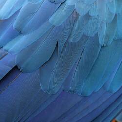 Dichtes, glattes Gefieder in Blau und Gelb – schützt, isoliert und leuchtet auffällig im Licht.