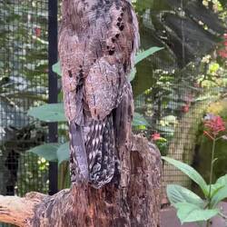 Braun-grau gesprenkelt wirkt es wie Rinde oder Laub, sodass er aus nächster Nähe kaum auffällt.