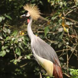 Gray Crowned-Crane
