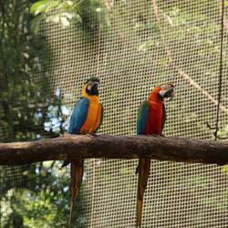 Blue-and-yellow Macaw & Red-and-green Macaw