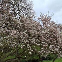 Magnolie, schon fast verblüht