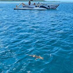Blacktip reef sharks, there were a bunch of these. Small and harmless, we all snorkeled with them.