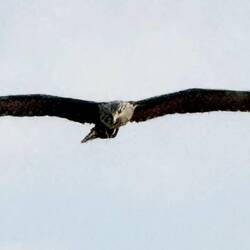 Sa majesté l'aigle royal 😍😍