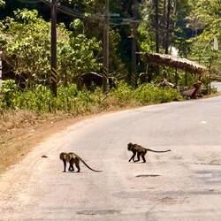 Ici pas de chiens ou de chats qui traversent la route ... mais des singes 🙈 ❤️