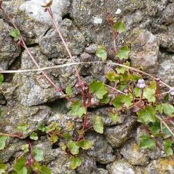 kleine Veilchen blühen an den Felswänden