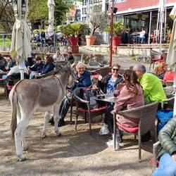 ja, Ein Esel ! im Restaurant Extrablatt, am Fluss
