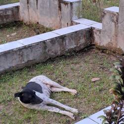 Er trauert anscheinend um sein Herrchen oder Frauchen 😥