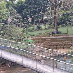 Die Makaken auf der Brücke