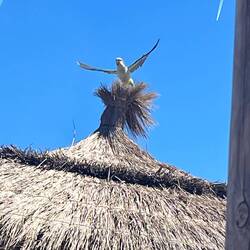 Frech wie bei uns die Spatzen