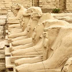 3000 Sphinx's go from Edfu temple to Luxor temple
