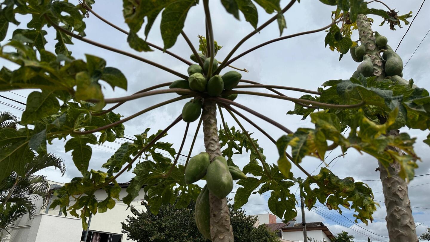Papaya Tree