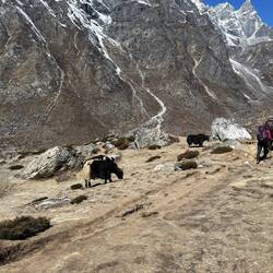 Yaks sind in dieser Höhe die einzigen Tiere