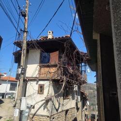 Grape vines that grows into the wires