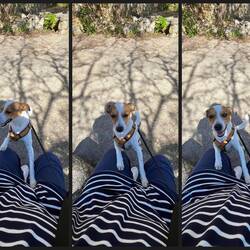 Er will kuscheln, traut sich aber nicht auf den Schoß