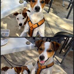 Beim Betteln ist Louie aber vorneweg