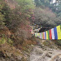 Bunte Blüten und Buddhistische Fahnen (Farben grob für Erde, Pflanzen, Feuer, Wasser und Himmel)