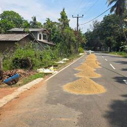 Reis der getrocknet wird