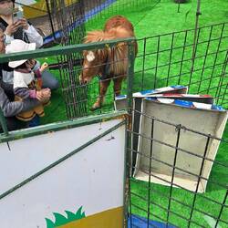 Cherry blossom festival - petting zoo