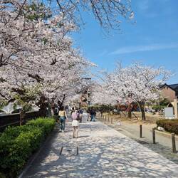 Cherry blossom