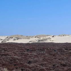 Dünenlandschaft Sylt