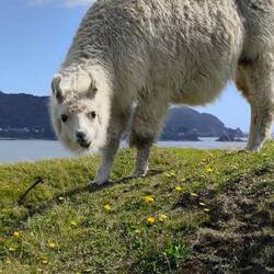Unser erstes Lama auf dieser Reise