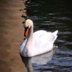 Schneeflöckchen 🥰 Schlossteichschwan