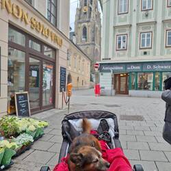 Linz im Kinderwagen (Augenroll)