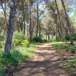Ein breiterer Teil des Weges. Der Untergrund war immer fussfreundlich