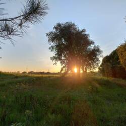 Sonnenuntergang. Zu faul zum aufstehen